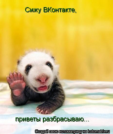 Сижу ВКонтакте, приветы разбрасываю...... Котоматрица: Сижу ВКонтакте, приветы разбрасываю...