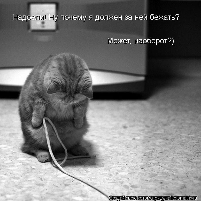 Надоели! Ну почему я должен за ней бежать? Может, наоборот?)... Котоматрица: Надоели! Ну почему я должен за ней бежать? Может, наоборот?)