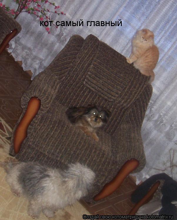 Котоматрица: кот самый главный