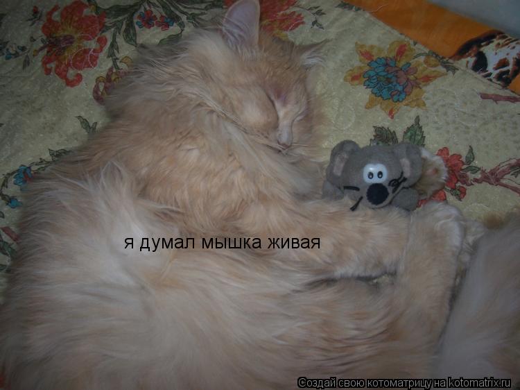 Котоматрица: я думал мышка живая