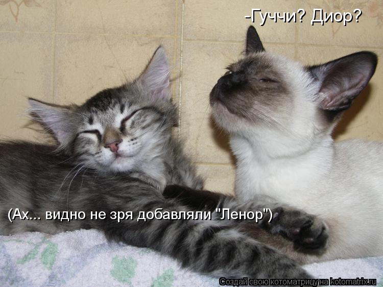 -Гуччи? Диор? (Ах... видно не зря добавляли "Ленор")... Котоматрица: -Гуччи? Диор? (Ах... видно не зря добавляли "Ленор")