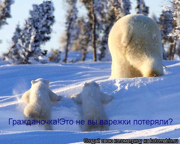 Котоматрица: Гражданочка!Это не вы варежки потеряли?