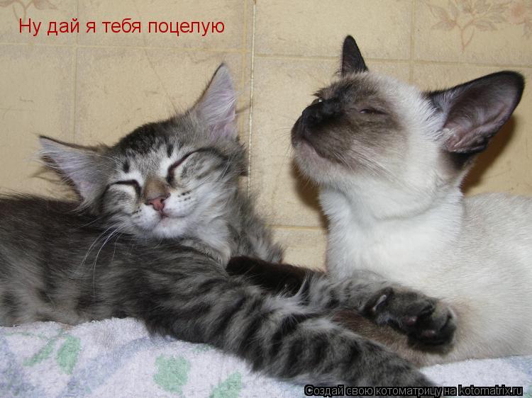 Котоматрица: Ну дай я тебя поцелую Ну дай я тебя поцелую