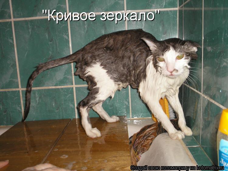Котоматрица: "Кривое зеркало"