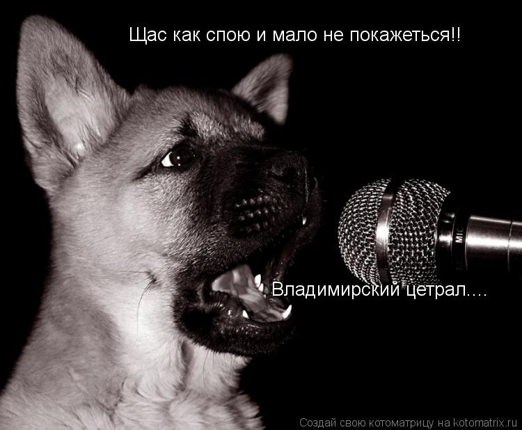 Котоматрица: Щас как спою и мало не покажеться!! Владимирский цетрал....