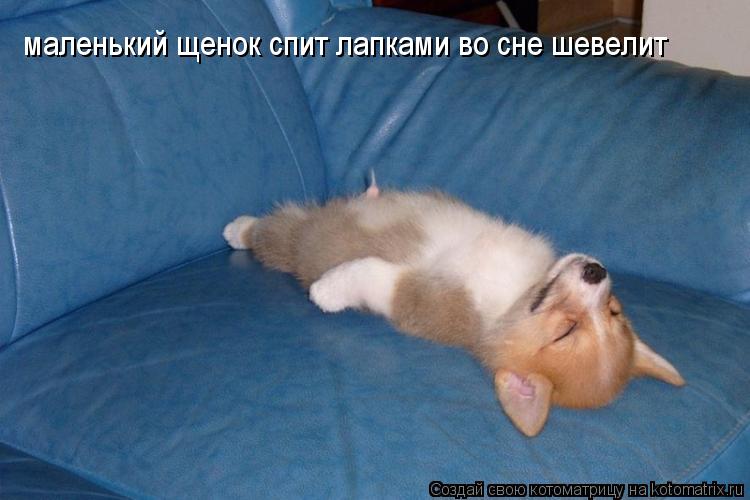 Котоматрица: маленький щенок спит лапками во сне шевелит