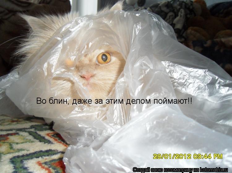 Котоматрица: Во блин, даже за этим делом поймают!!