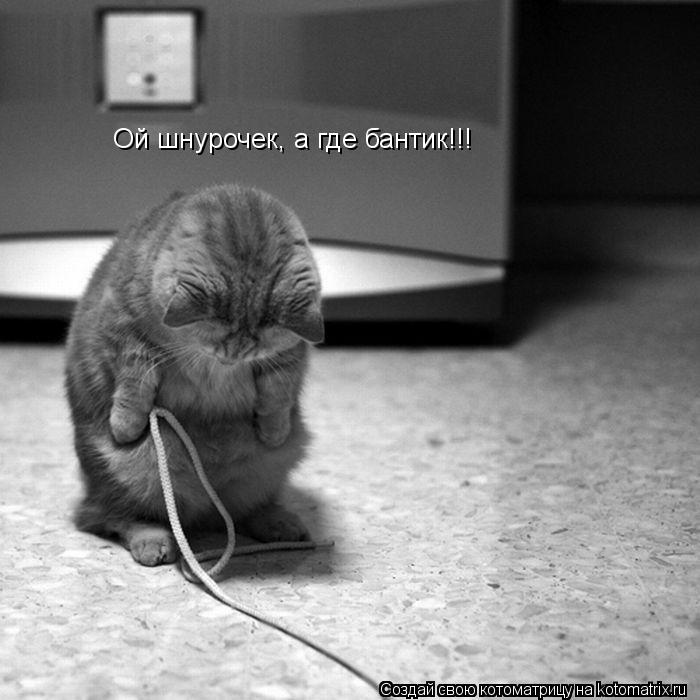 Котоматрица: Ой шнурочек, а где бантик!!!