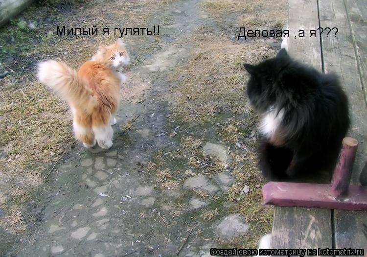 Котоматрица: Милый я гулять!! Деловая ,а я???