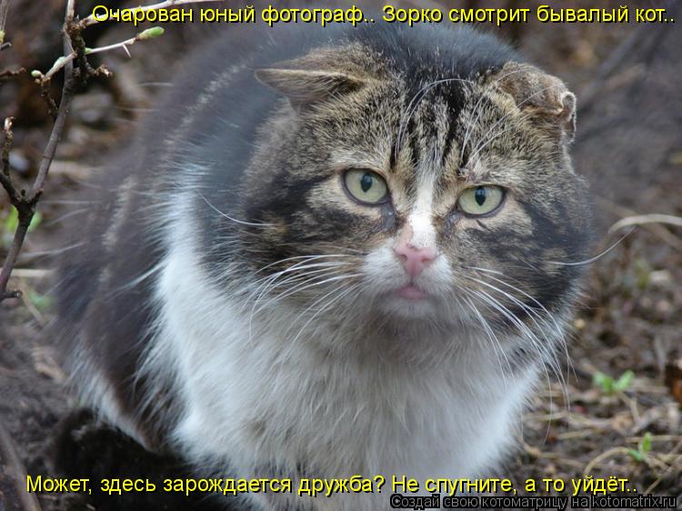Очарован юный фотограф.. Зорко смотрит бывалый кот.. Может, здесь зарождается дружба? Не спугните, а ... Котоматрица: Очарован юный фотограф.. Зорко смотрит бывалый кот.. Может, здесь зарождается дружба? Не спугните, а то уйдёт..