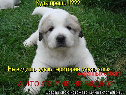 Котоматрица: Куда прешь!!!???  Не видишь здезь територия очень злых   охранных собак!! А ЧТО ПО МНЕ НЕ ВИДНО?