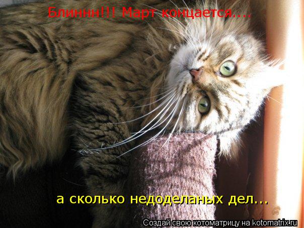 Котоматрица: Блиннн!!! Март концается....  а сколько недоделаных дел...