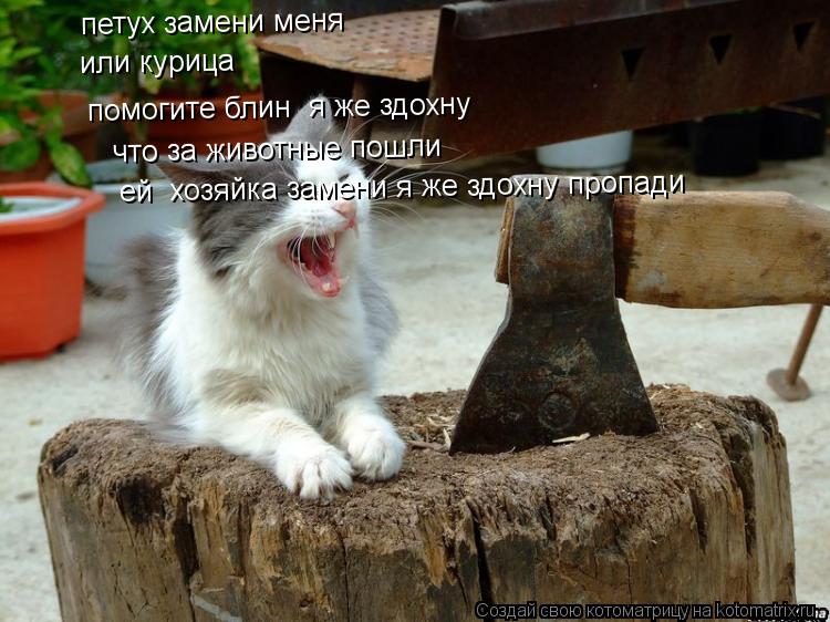 Котоматрица: петух замени меня или курица помогите блин  я же здохну что за животные пошли ей  хозяйка замени я же здохну пропади