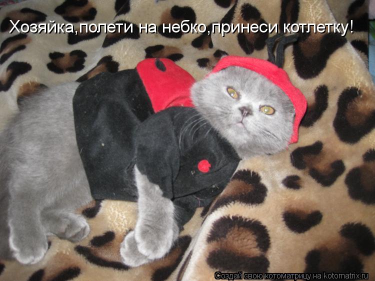 Хозяйка,полети на небко,принеси котлетку!... Котоматрица: Хозяйка,полети на небко,принеси котлетку!