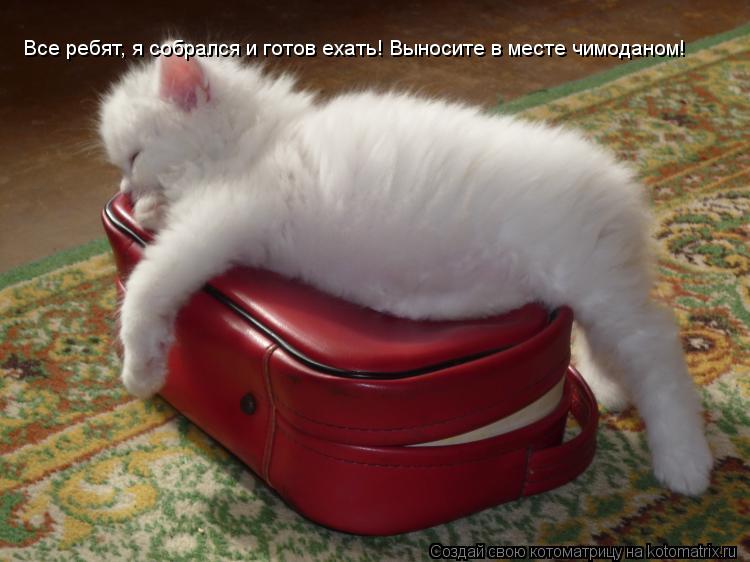 Все ребят, я собрался и готов ехать! Выносите в месте чимоданом!... Котоматрица: Все ребят, я собрался и готов ехать! Выносите в месте чимоданом!