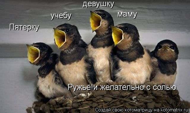 Пятерку учебу девушку маму Ружьё!и желательно с солью... Котоматрица: Пятерку учебу девушку маму Ружьё!и желательно с солью