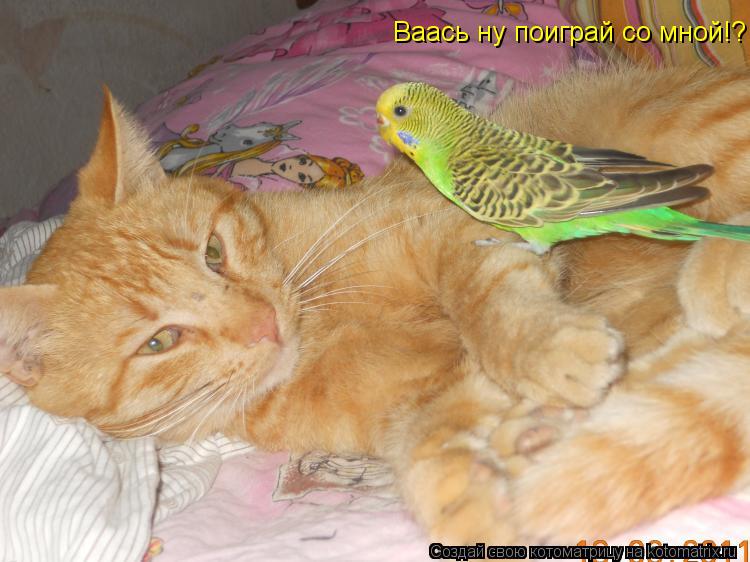 Ваась ну поиграй со мной!?... Котоматрица: Ваась ну поиграй со мной!?