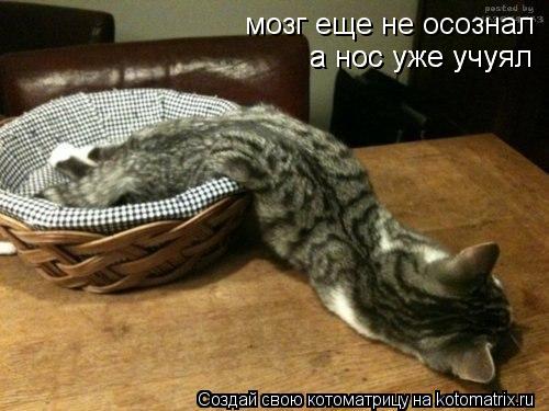 мозг еще не осознал мозг еще не осознал а нос уже учуял а нос уже учуял... Котоматрица: мозг еще не осознал мозг еще не осознал а нос уже учуял а нос уже учуял