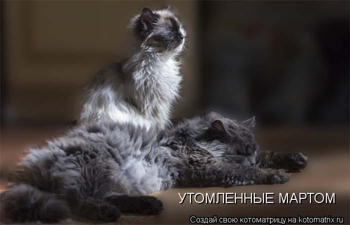 УТОМЛЕННЫЕ МАРТОМ... Котоматрица: УТОМЛЕННЫЕ МАРТОМ