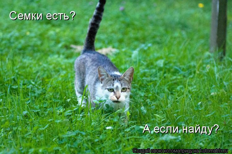 Семки есть? А если найду?... Котоматрица: Семки есть? А если найду?