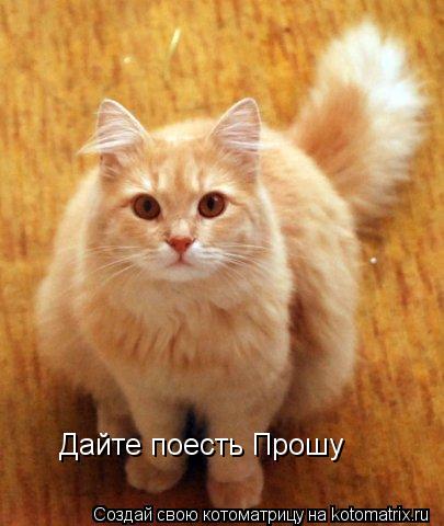 Дайте поесть Прошу... Котоматрица: Дайте поесть Прошу