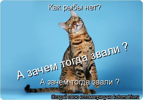 Как рыбы нет? А зачем тогда звали ? А зачем тогда звали ?... Котоматрица: Как рыбы нет? А зачем тогда звали ? А зачем тогда звали ?