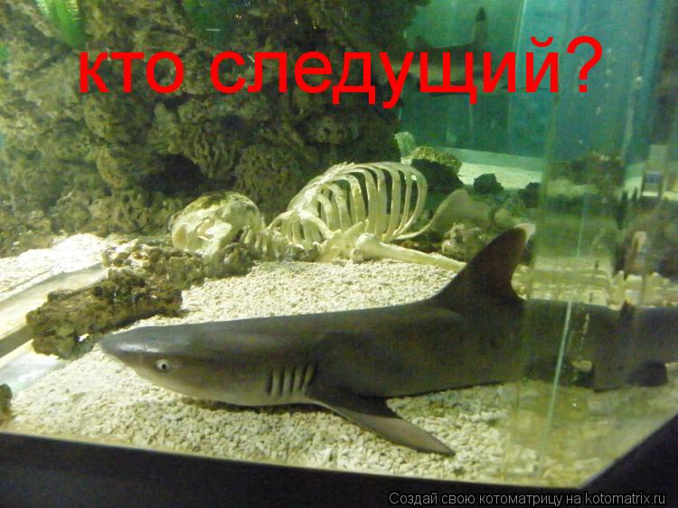 кто следущий?... Котоматрица: кто следущий?