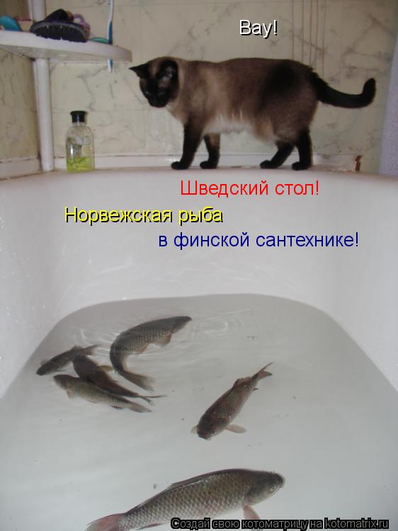 Вау! Шведский стол! в финской сантехнике! Норвежская рыба... Котоматрица: Вау! Шведский стол! в финской сантехнике! Норвежская рыба