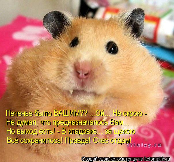 Котоматрица: Печенье было ВАШИМ?? ...Ой... Не скрою - Не думал, что предназначалось Вам... Но выход есть! - В кладовке... за щекою Всё сохранилось! Правда! Счас о