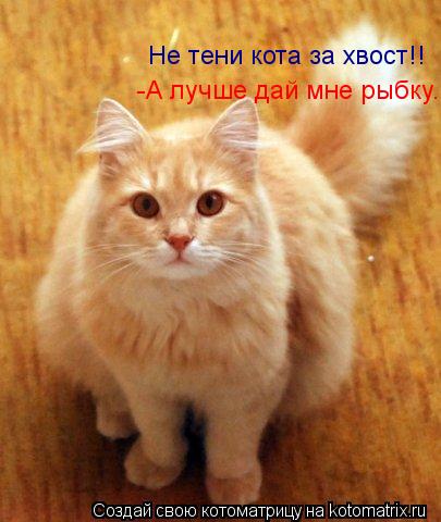 -А лучше дай мне рыбку. Не тени кота за хвост!!... Котоматрица: -А лучше дай мне рыбку. Не тени кота за хвост!!