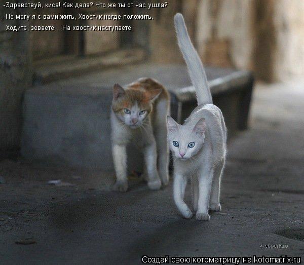 -Здравствуй, киса! Как дела? Что же ты от нас ушла? -Не могу я с вами жить, Хвостик негде положить.... Котоматрица: -Здравствуй, киса! Как дела? Что же ты от нас ушла? -Не могу я с вами жить, Хвостик негде положить. Ходите, зеваете... На хвостик наступаете.