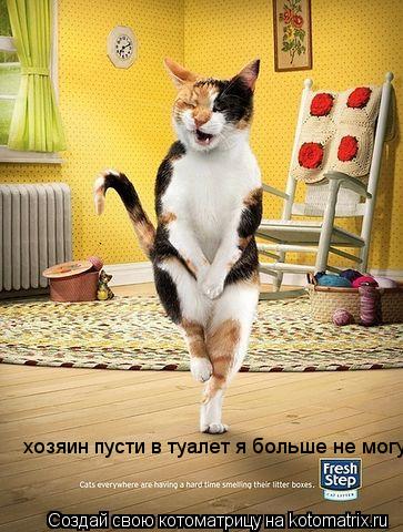 хозяин пусти в туалет я больше не могу... Котоматрица: хозяин пусти в туалет я больше не могу