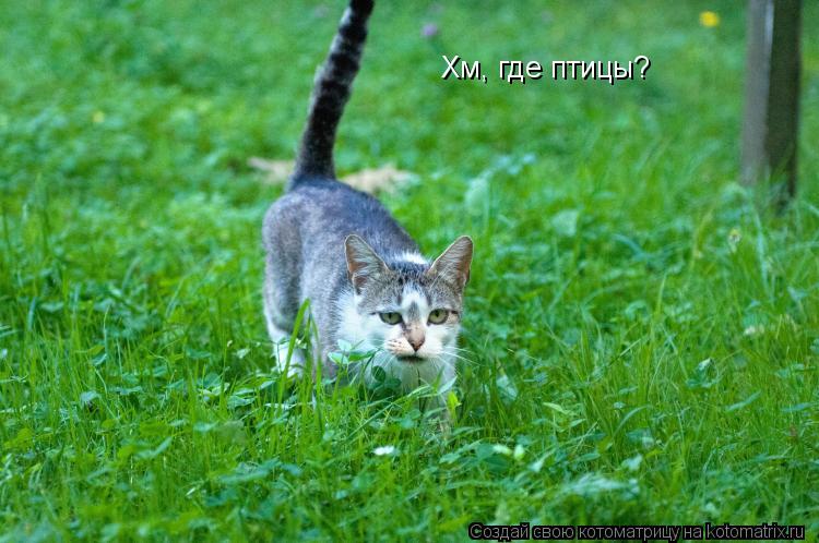 Хм, где птицы?... Котоматрица: Хм, где птицы?
