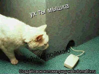 ух ты мышка сейчас поймаю... Котоматрица: ух ты мышка сейчас поймаю