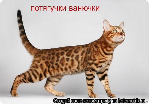 потягучки ванючки... Котоматрица: потягучки ванючки