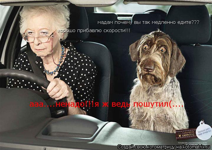 мадам почему вы так медленно едите??? хорошо прибавлю скорости!!! ааа....ненадо!!!я ж ведь пошутил(..... Котоматрица: мадам почему вы так медленно едите??? хорошо прибавлю скорости!!! ааа....ненадо!!!я ж ведь пошутил(....