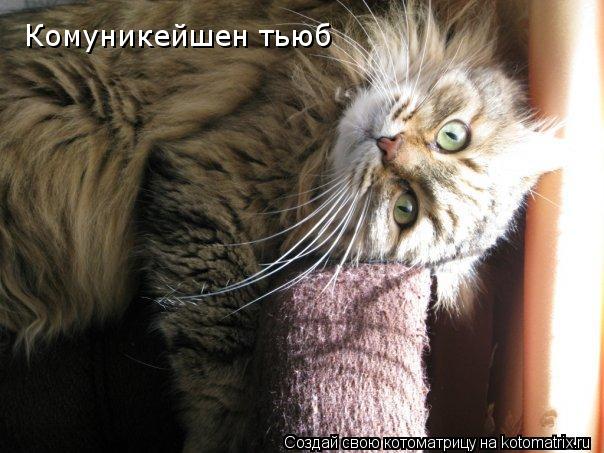 Комуникейшен тьюб... Котоматрица: Комуникейшен тьюб