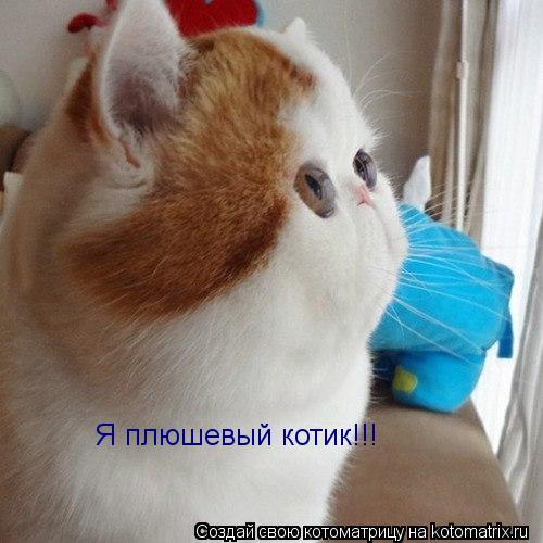 Я плюшевый котик!!!... Котоматрица: Я плюшевый котик!!!