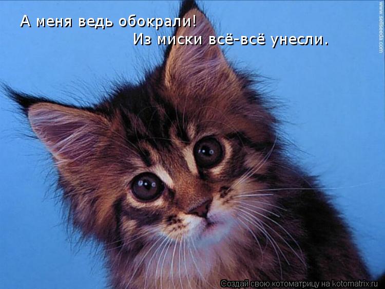 А меня ведь обокрали! Из миски всё-всё унесли.... Котоматрица: А меня ведь обокрали! Из миски всё-всё унесли.