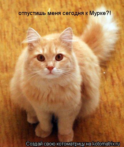 отпустишь меня сегодня к Мурке?!... Котоматрица: отпустишь меня сегодня к Мурке?!