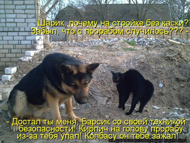 Шарик, почему на стройке без каски? Забыл, что с прорабом случилось??? - - Достал ты меня, Барсик со... Котоматрица: Шарик, почему на стройке без каски? Забыл, что с прорабом случилось??? - - Достал ты меня, Барсик со своей техникой безопасности! Кирпич на гол