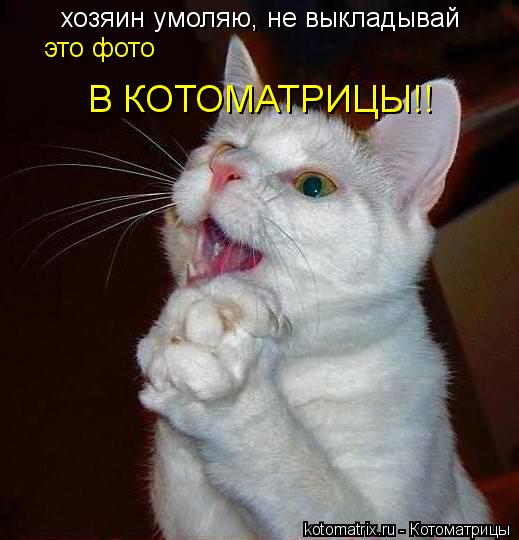 хозяин умоляю, не выкладывай это фото В КОТОМАТРИЦЫ!!... Котоматрица: хозяин умоляю, не выкладывай это фото В КОТОМАТРИЦЫ!!