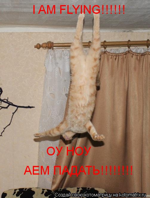 I AM FL I AM FLYING!!!!!! ОУ НОУ АЕМ ПАДАТЬ!!!!!!!!... Котоматрица: I AM FL I AM FLYING!!!!!! ОУ НОУ АЕМ ПАДАТЬ!!!!!!!!