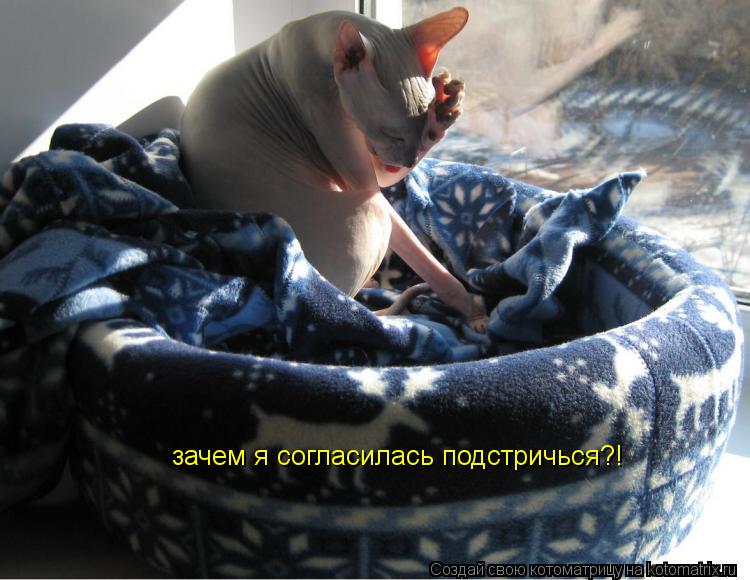 зачем я согласилась подстричься?!... Котоматрица: зачем я согласилась подстричься?!