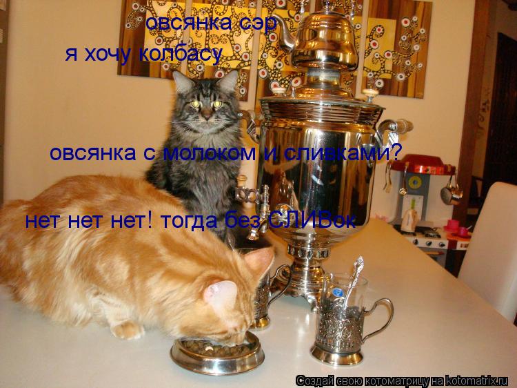 овсянка сэр я хочу колбасу овсянка с молоком и сливками? нет нет нет! тогда без СЛИВок... Котоматрица: овсянка сэр я хочу колбасу овсянка с молоком и сливками? нет нет нет! тогда без СЛИВок