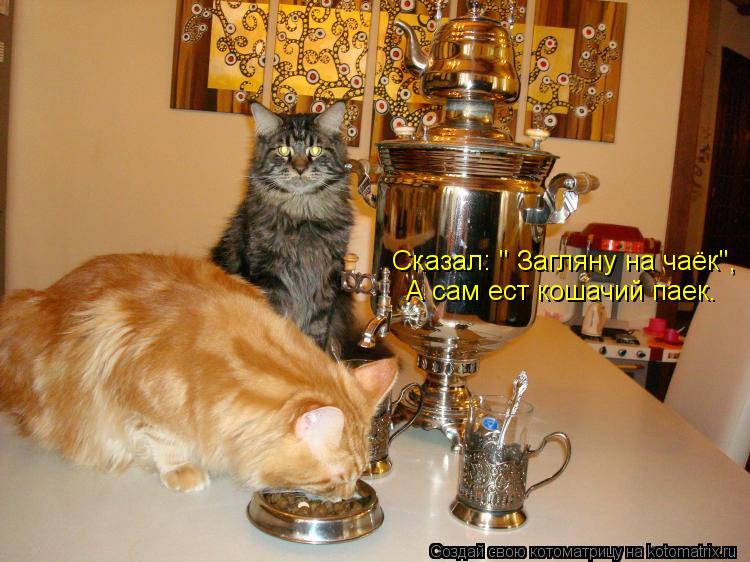 Сказал: " Загляну на чаёк", А сам ест кошачий паек.... Котоматрица: Сказал: " Загляну на чаёк", А сам ест кошачий паек.