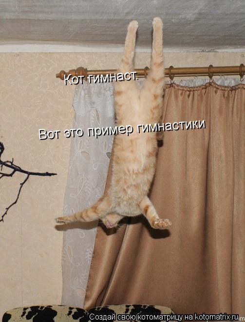 Кот гимнаст. Вот это пример гимнастики... Котоматрица: Кот гимнаст. Вот это пример гимнастики