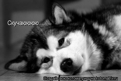 Скучаюююю....... Котоматрица: Скучаюююю....