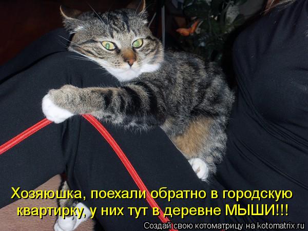Хозяюшка, поехали обратно в городскую квартирку, у них тут в деревне МЫШИ!!!... Котоматрица: Хозяюшка, поехали обратно в городскую квартирку, у них тут в деревне МЫШИ!!!