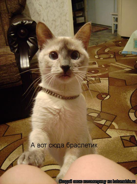 Котоматрица: А вот сюда браслетик